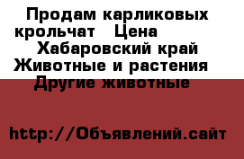 Продам карликовых крольчат › Цена ­ 1 000 - Хабаровский край Животные и растения » Другие животные   